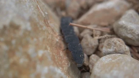 Glow Worm Crawling Between Rocks, Macro 4K Stock Footage 181034537