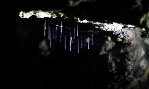 Glow worms in Belize Stock Photos