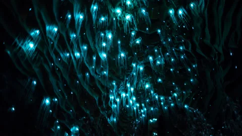 Glow worms deep underground in New Zealand Stock Footage 144082304