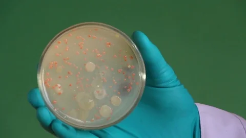 Glowed hand is holding an opened petri dish agar Stock Footage 73337640