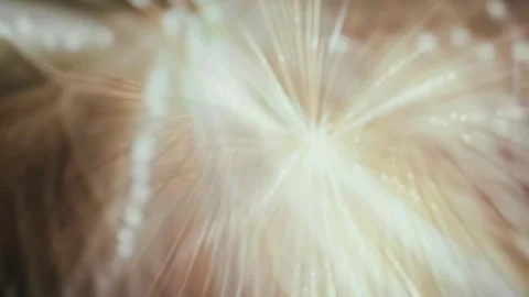 Glowing angel wings in light background Stock Footage 274209961
