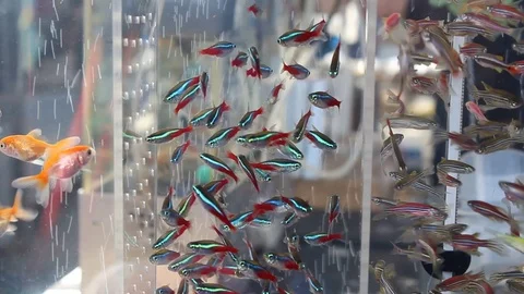 Glowing aquarium fish 库存影片 73150930