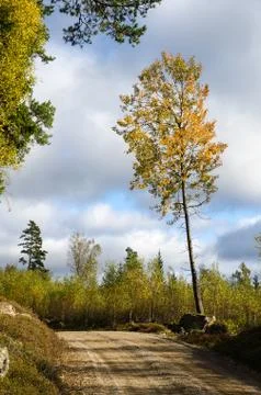 Glowing aspen tree by roadside Stock Photos