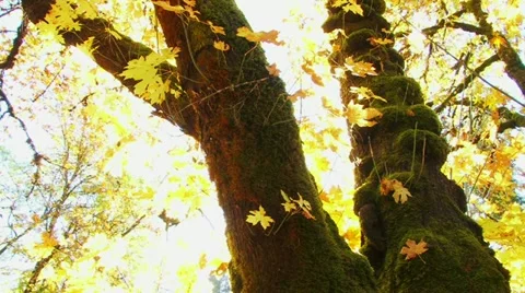 Glowing Autumn Tree Stock-Footage 10911622