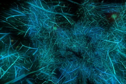 Glowing balls flying through organic world 2 Stock Footage