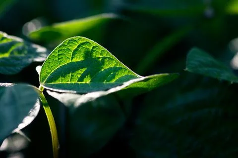 Glowing Bean Leaf Closeup Stock-Fotos