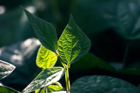 Glowing Bean Leaves Stock Photos