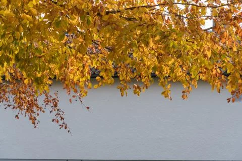 Glowing beech tree branches Stock Photos