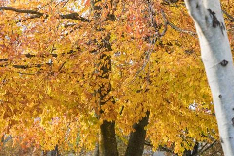Glowing beech tree Stock Photos