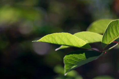 Glowing Bird Cherry Leaf Foto stock