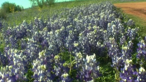 Glowing Blue Bonnets Stock Footage 271083950