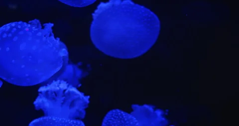 Glowing blue jellyfish with soft patterns floating in the darkness of the ocean Video stock 292035192