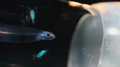 Glowing Blue Sea Creature in Scientific Sample Jar 動画素材 334846773