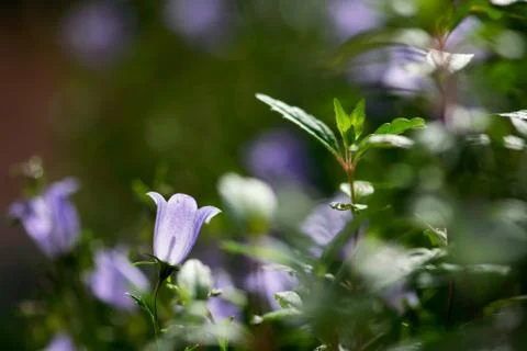 Glowing Campanula Flower Stock Photos
