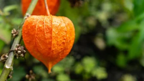 Glowing Chinese lantern pod texture in autumn light Stock Photos
