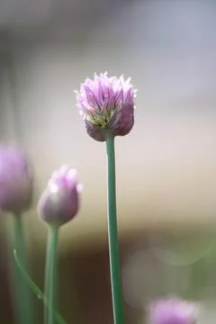 Glowing Chive Flower Foto stock