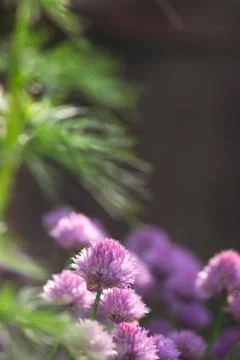 Glowing Chive Flowers Stock Photos