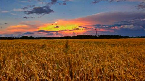 Glowing Cloud Over Corn Field Stock Photos
