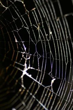 Glowing cobweb Stock Photos