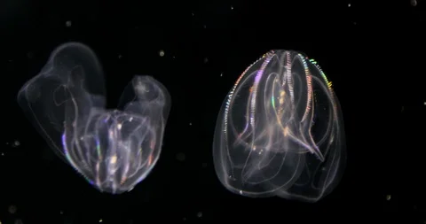 Glowing Comb Jelly Fish floats through the Pacific Ocean. Stock Footage