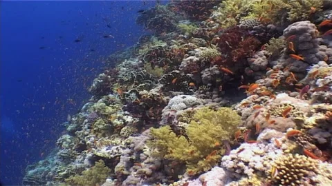 Glowing Corals in Emerald Waters Stock Footage 300339384