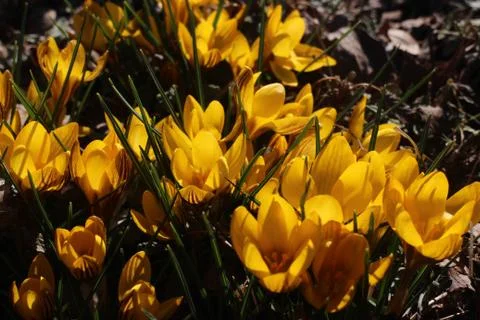 Glowing crocuses Stock Photos