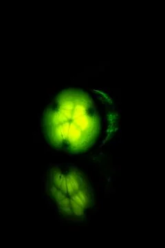 Glowing cucumber - inside out Stock Photos