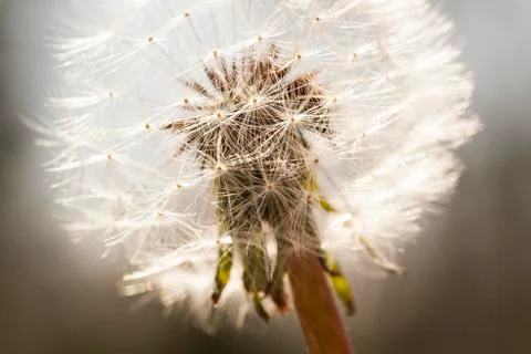 Glowing Dandelion Seed Head Stock Photos