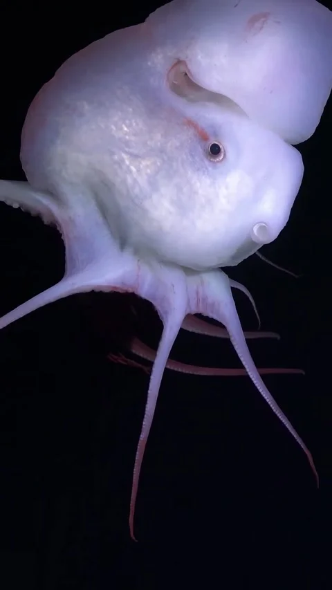 Glowing deep-sea ghost with a deadly cloak 库存影片 334304494