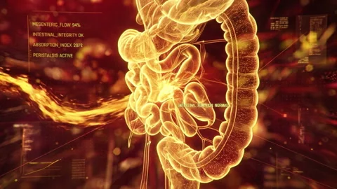 Glowing digestive system with bright amber intestine forms inside dark red Stock Footage 338441971