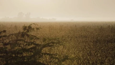 Glowing Field Stock Footage 81558866