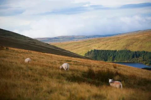 The glowing field  Stock Photos