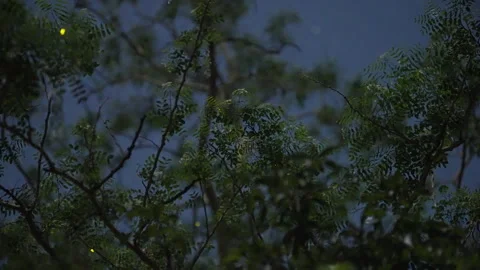 Glowing fireflies drift through the canopy like stars, pulsing beneath the moon Stock Footage 307836903