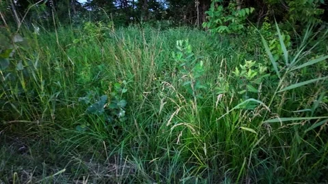 Glowing fireflies flying around in a lush green meadow during a beautiful Stock Footage 344030264