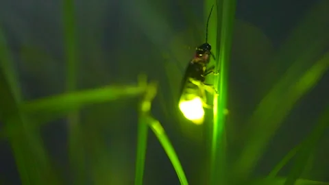A glowing firefly 스톡 동영상 329721308