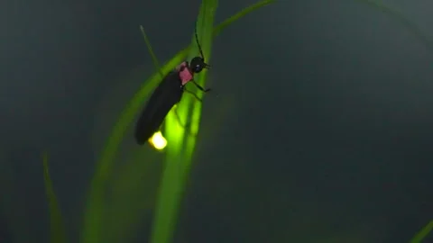 A glowing firefly Stock Footage 329721324
