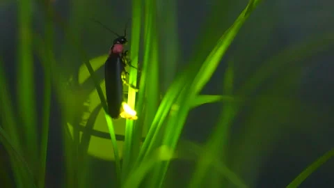 A glowing firefly 스톡 동영상 329721386