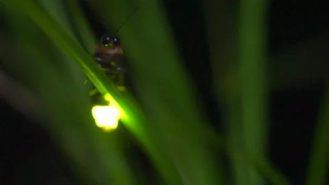 A glowing firefly 스톡 동영상 329721423