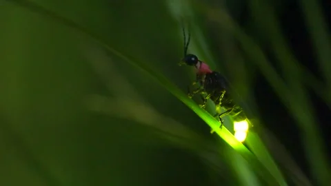A glowing firefly Video stock 329721435