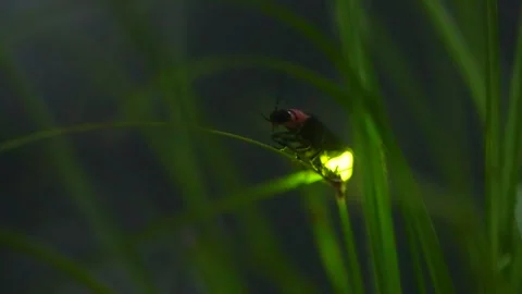 A glowing firefly Vídeos de archivo 329721526