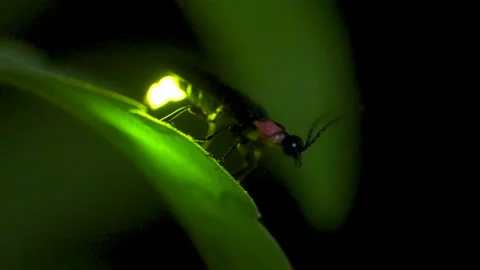 A glowing firefly 스톡 동영상 329721540