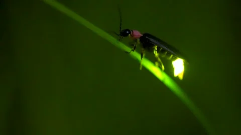 A glowing firefly 스톡 동영상 329721545