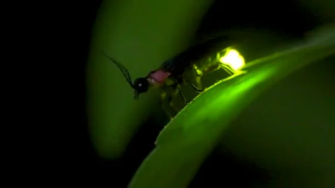 A glowing firefly 스톡 동영상 329721635
