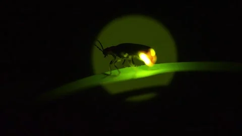 A glowing firefly Video stock 329721636