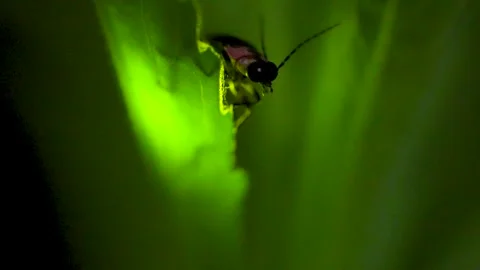 A glowing firefly Video stock 329721652