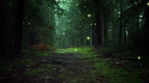 Glowing firefly lights in magic foggy green forest Stock Footage 343608239