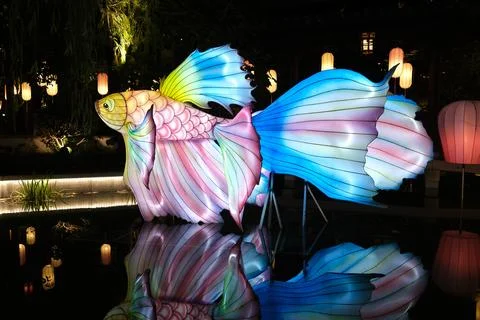 Glowing fish lantern reflected in pond at night Stock Photos