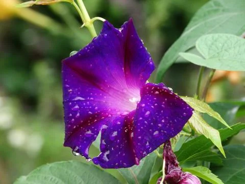 Glowing flower Foto stock