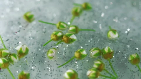 Glowing flowers silver shimmer texture green buds Stock Footage 274176257
