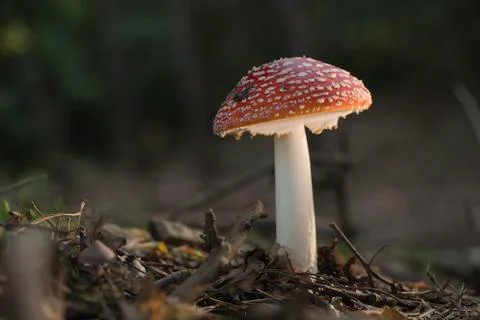Glowing fly agaric Stock Photos